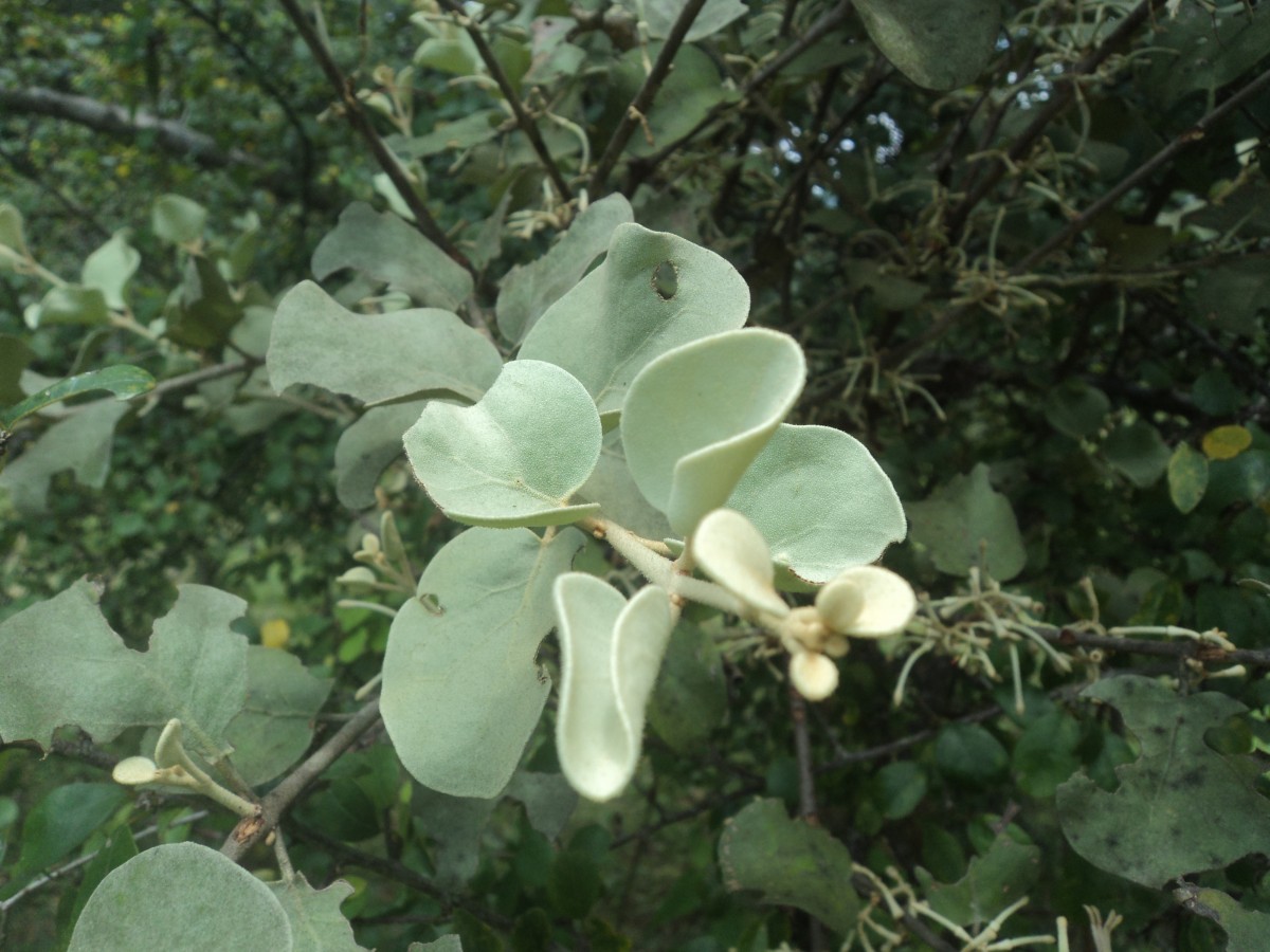 Scurrula cordifolia (Wall.) G.Don